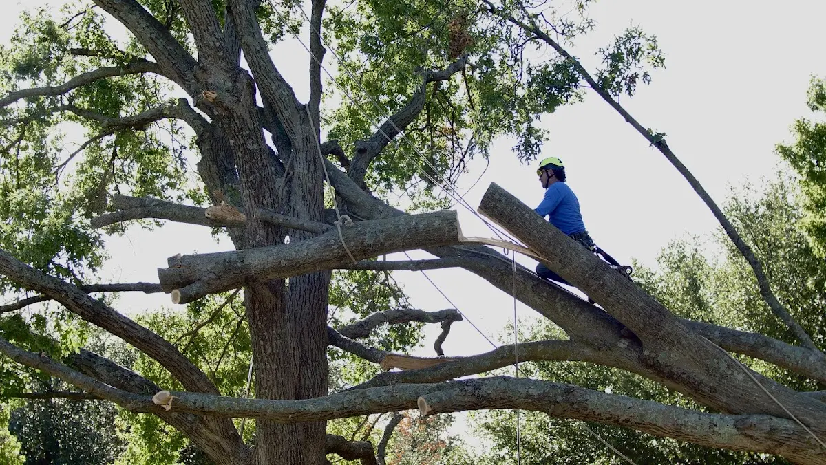 Professional Hazardous Tree Removal performed by certified arborists in Lupton