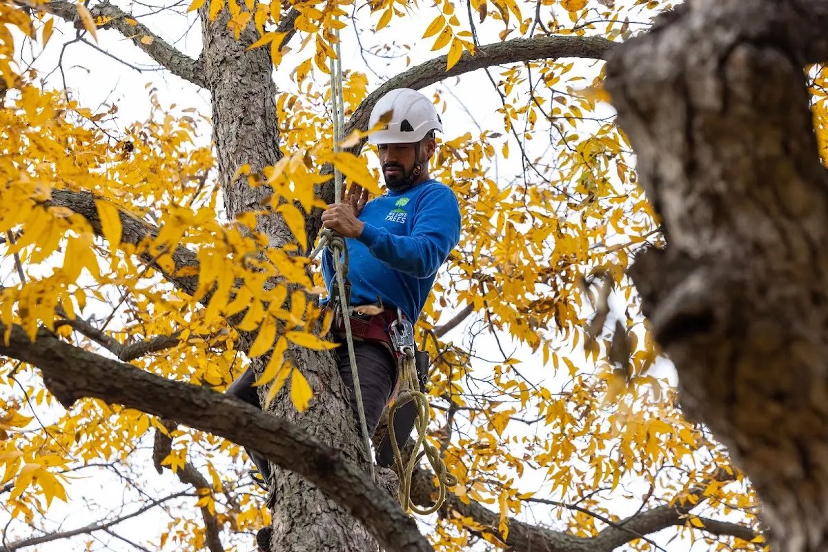 Skilled Tree Disease Treatment crew working in Lupton